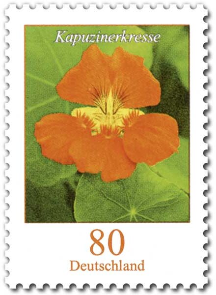 Nasturtium