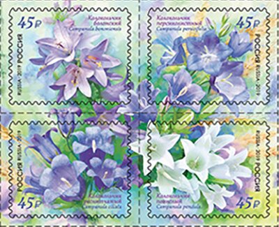 Flora of Russia : Bell Flowers