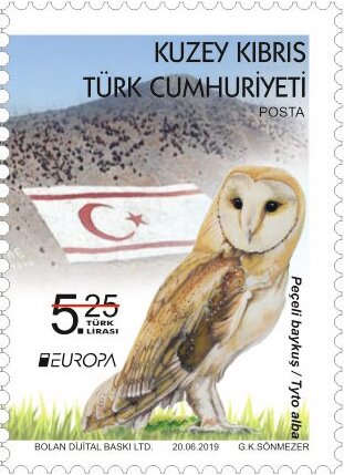 Barn Owl (Tyto alba)