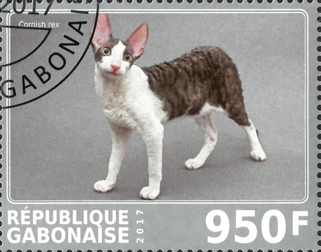 Cornish rex