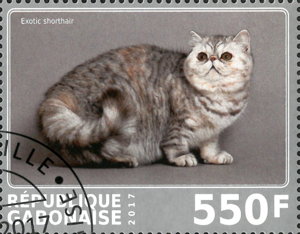 Exotic shorthair