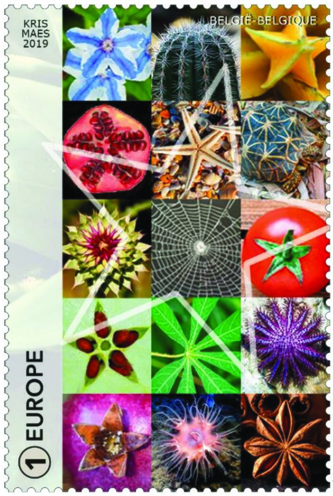 Collage of various Star-Shaped Natural Objects