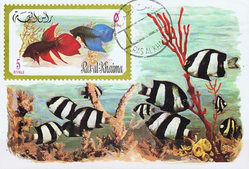 Betta Splendens