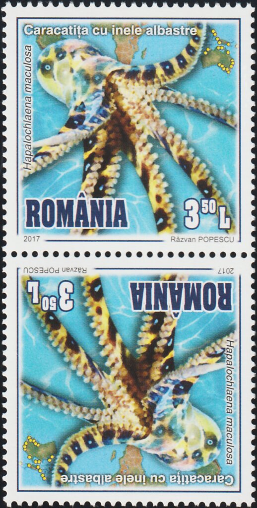 Southern Blue-ringed Octopus Tête-bêche Pair Type I