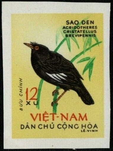 Crested Myna (Acridotheres cristatellus)
