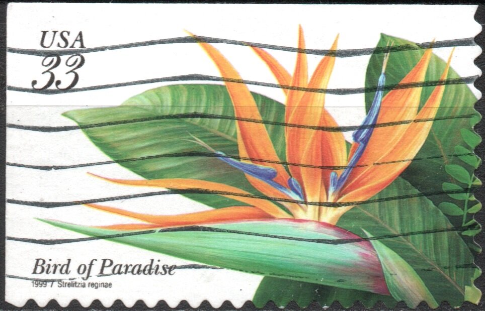 Tropical Flowers:Bird of Paradise