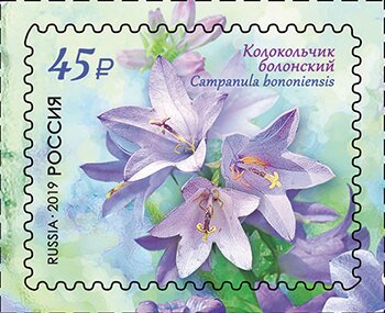 Bologna Bellflower (Campanula bononiensis)
