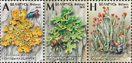 Lichens