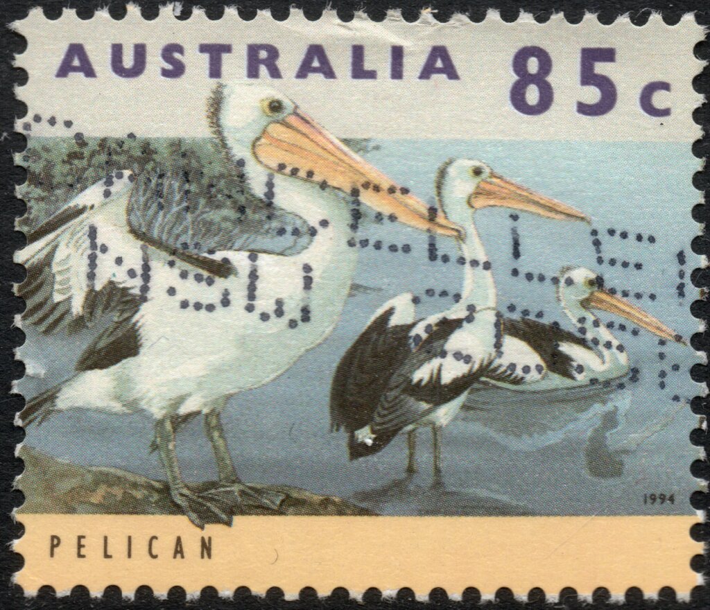Australian Pelican (Pelecanus conspicillatus)