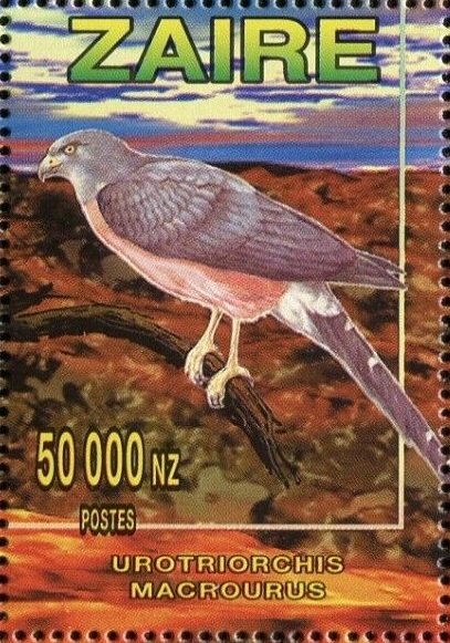 Long-tailed Hawk (Urotriorchis macrourus)