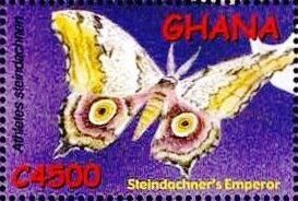 Moth (Athletes steindachneri)