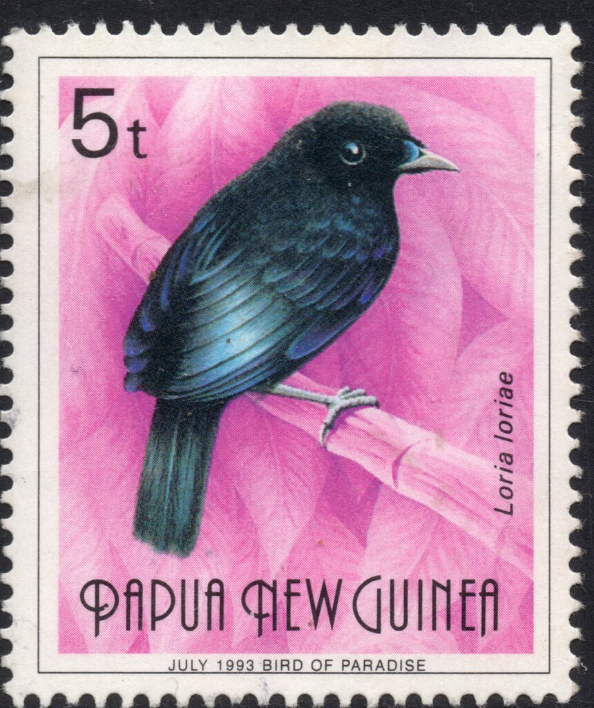 Loria's Satinbird (Loria loriae)