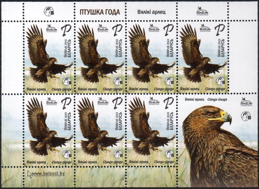 Greater Spotted Eagle (Clanga clanga)