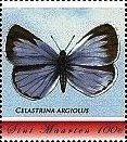 Celastrina argiolus