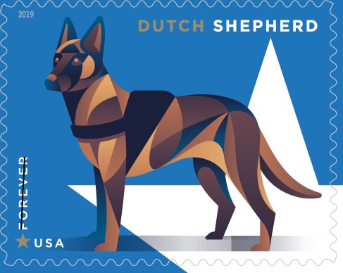 Dutch Shepherd (Canis lupus familiaris)