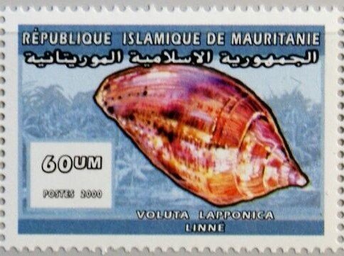 Voluta lapponica