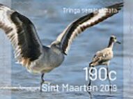Birds of Sint Maarten