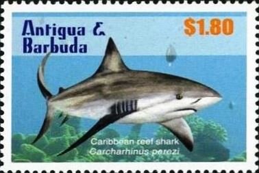 Caribbean Reef Shark (Carcharhinus perezi)