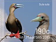 Birds of Sint Maarten