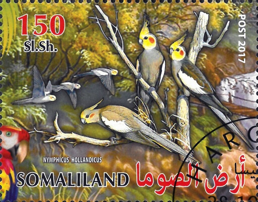 Nymphicus Hollandicus