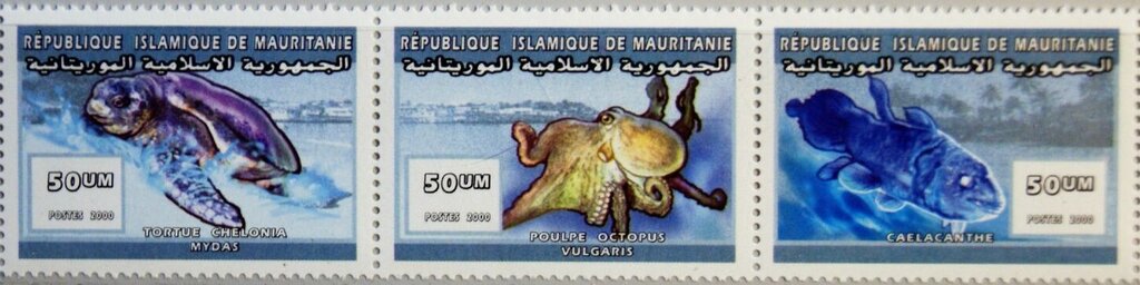 Sea Animals