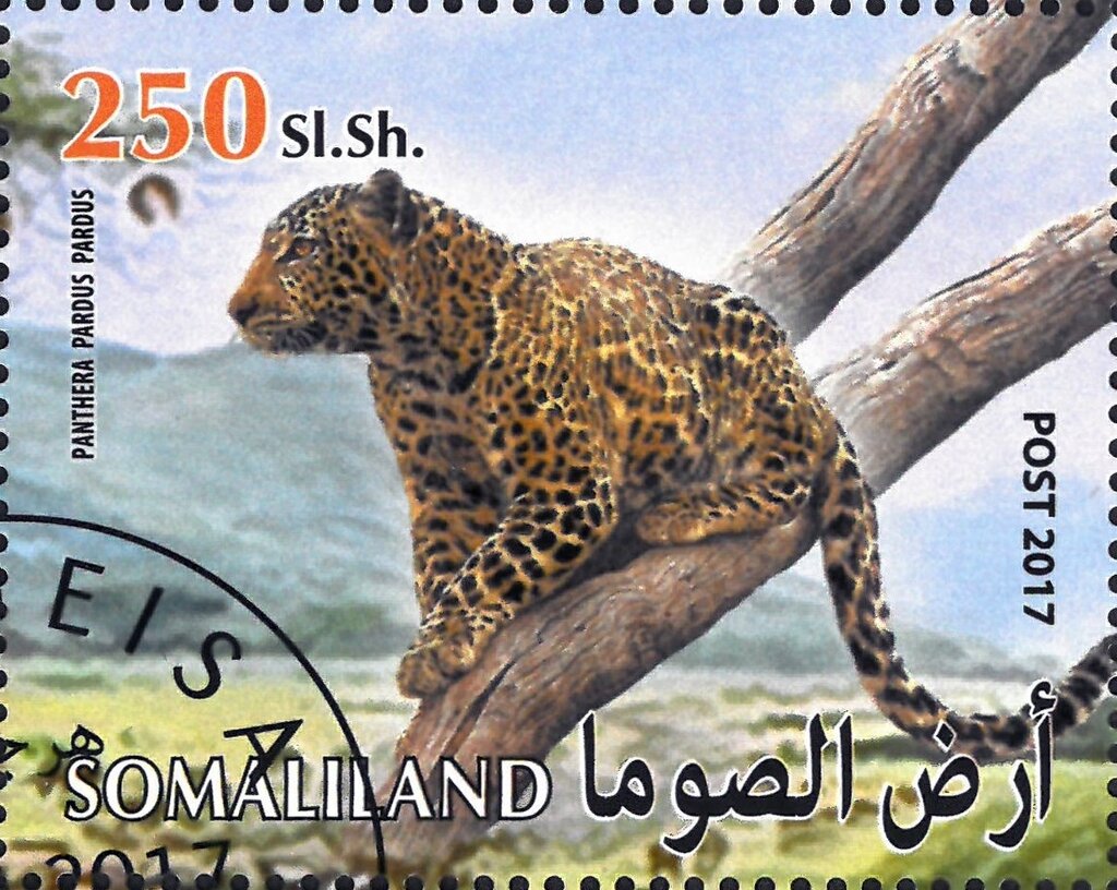 Panthera Pardus Pardus