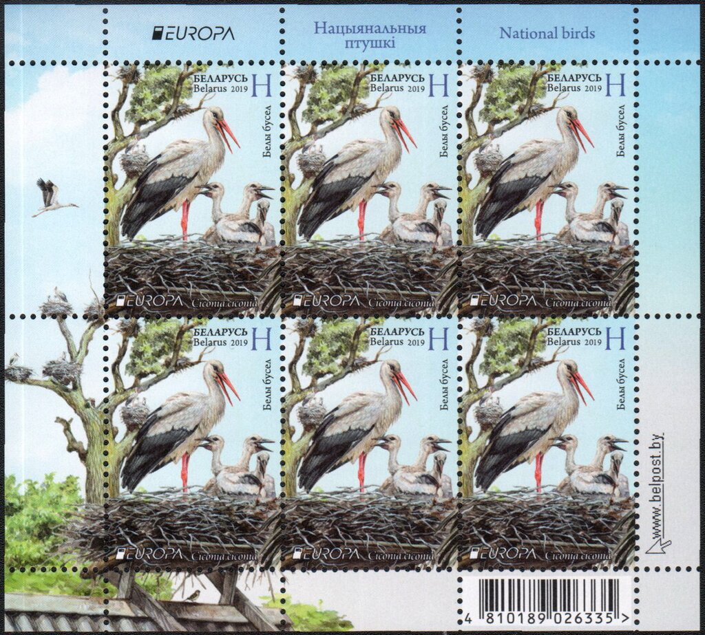 White Stork (Ciconia ciconia)