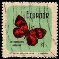 Astarte Eighty-eight (Catagramma astarte)