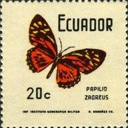 (Papilio zagreus)