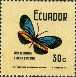 (Heliconius chestertoni) 