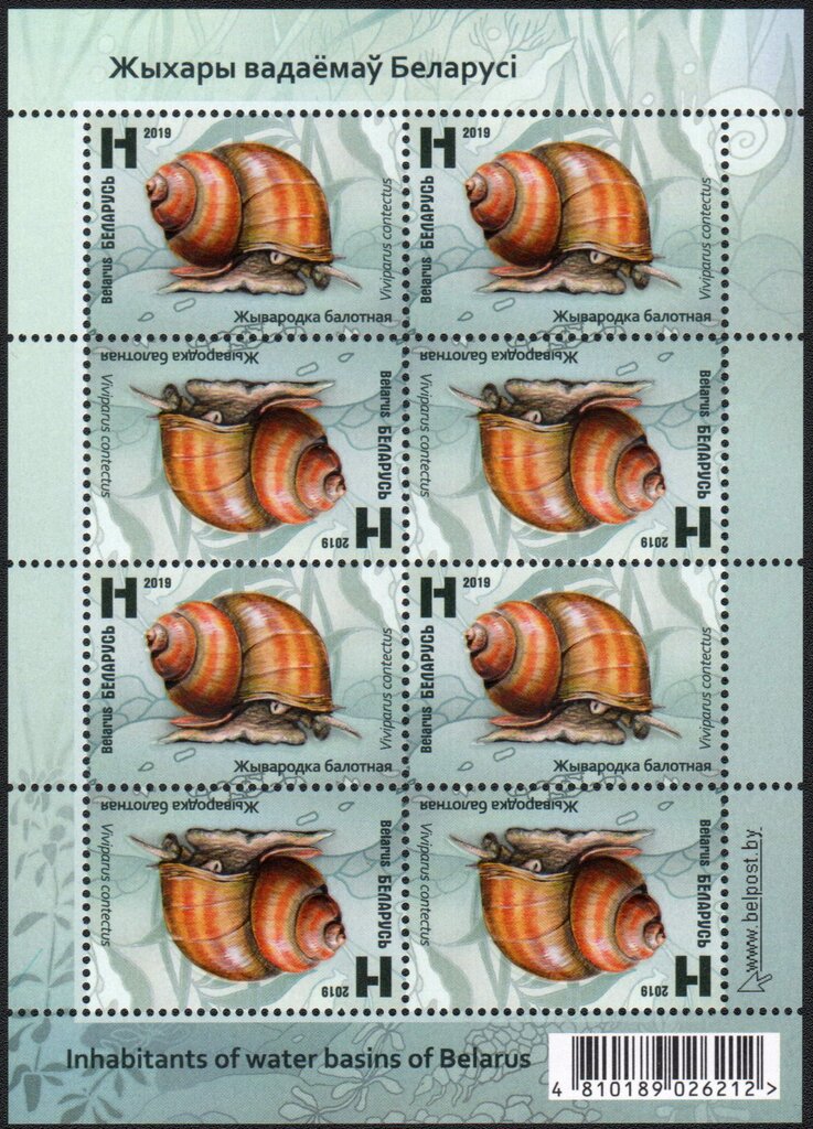 Lister's River Snail (Viviparus contectus)