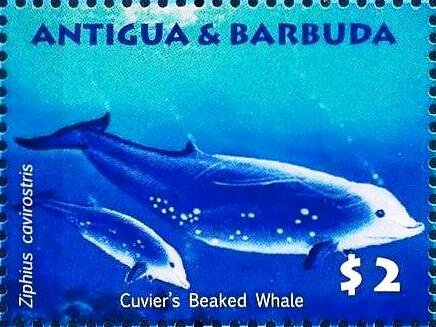 Cuvier's Beaked Whale (Ziphius cavirostris)