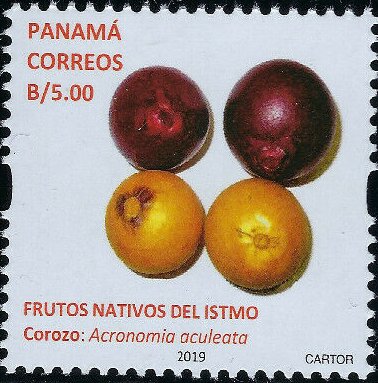 Corozo (Acrocomia aculeata)