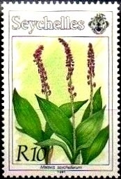 Malaxis seychellarum