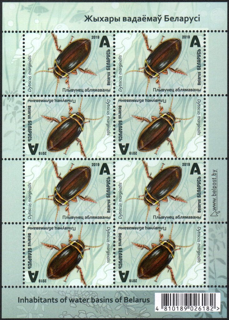 Great Diving Beetle (Dytiscus marginalis)