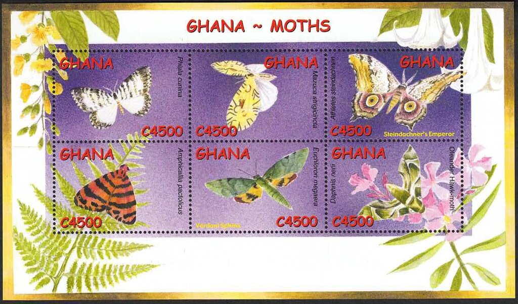 Moths