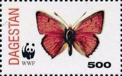 Butterfly