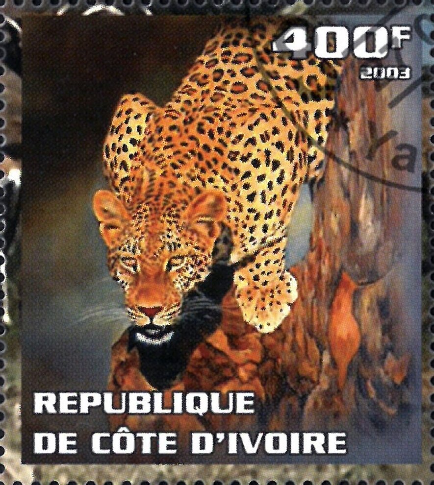 Leopard