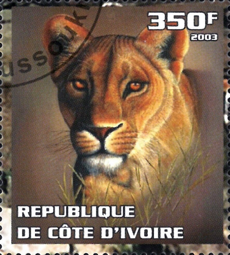 Leopard