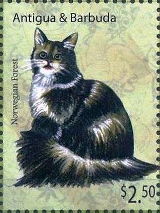 Norwegian Forest Cat (Felis silvestris catus)