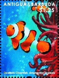 Ocellaris Clownfish (Amphiprion ocellaris), Sea Anemone