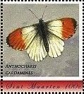 Anthocharis cardamines