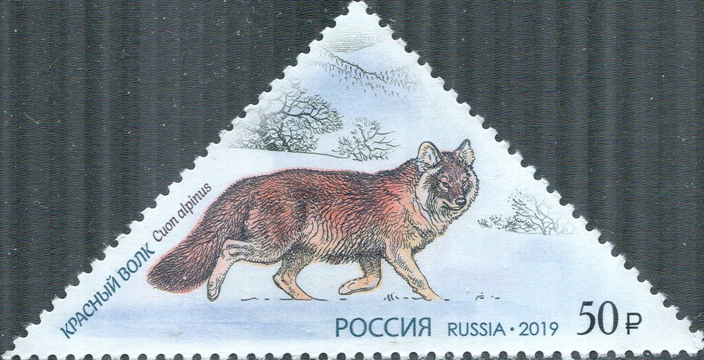 Red Wolf (Cuon alpinus)