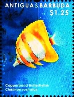 Copperband Butterflyfish (Chelmon rostratus)