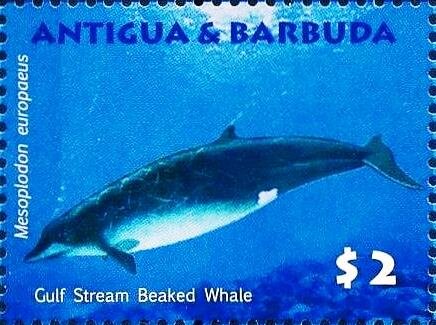 Gulf Stream Beaked Whale (Mesoplodon europaeus)
