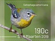 Birds of Sint Maarten