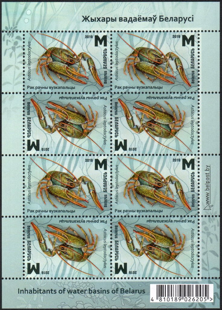 Narrow-clawed Crayfish (Astacus leptodactylus)