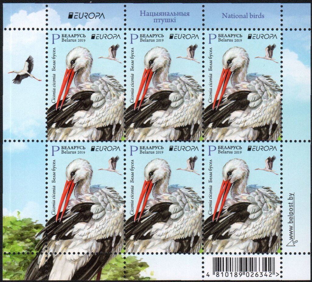White Stork (Ciconia ciconia)