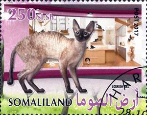 Stamp, Cornish Rex, Cinderellas,  , Animals (Fauna), Cats, Mammals