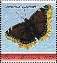 Nymphalis antiopa